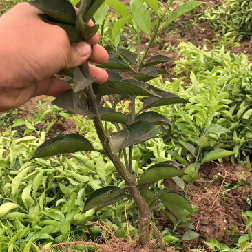 江津药枳壳苗1-2年嫁接苗道地品种有保障批发零售