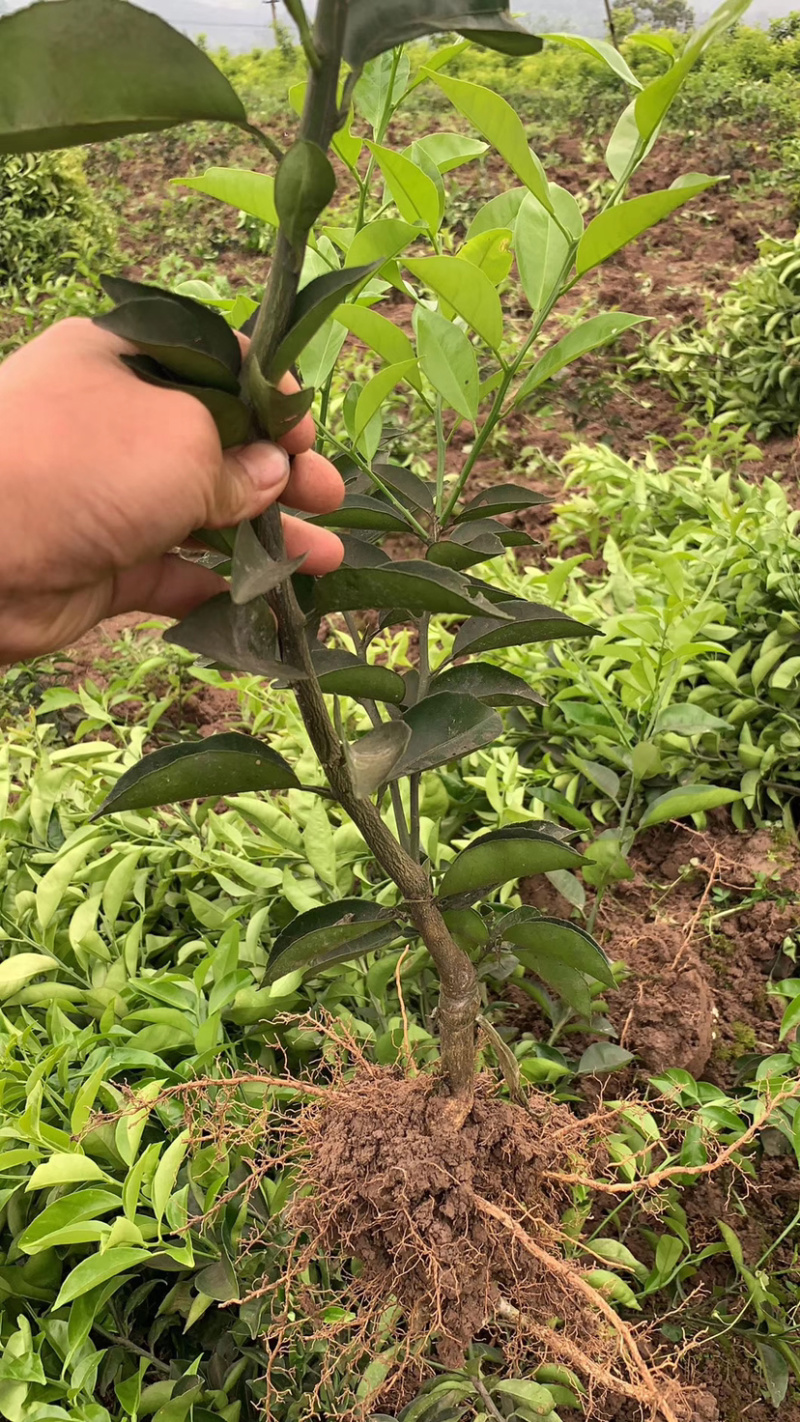 江津药枳壳苗1-2年嫁接苗道地品种有保障批发零售