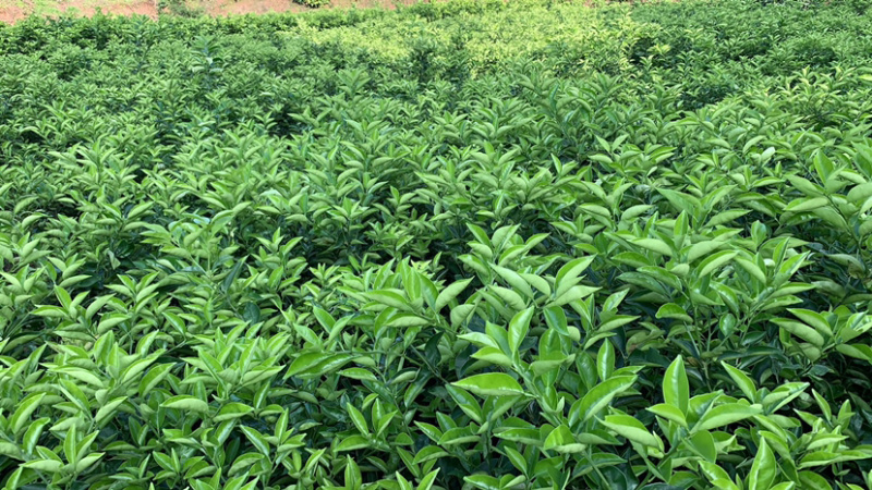 江津药枳壳苗1-2年嫁接苗道地品种有保障批发零售