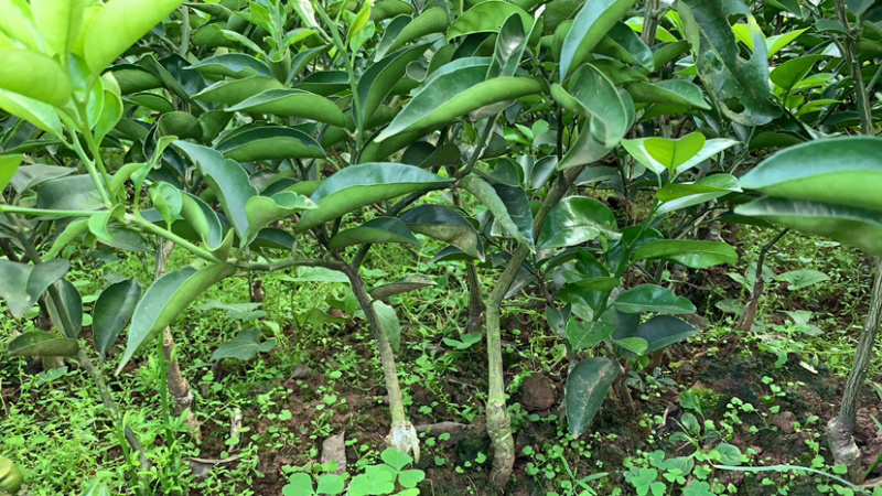 江津药枳壳苗1-2年嫁接苗道地品种有保障批发零售