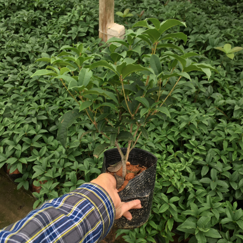 桂花四季桂大量上市产地直销一件起批全国物流发货
