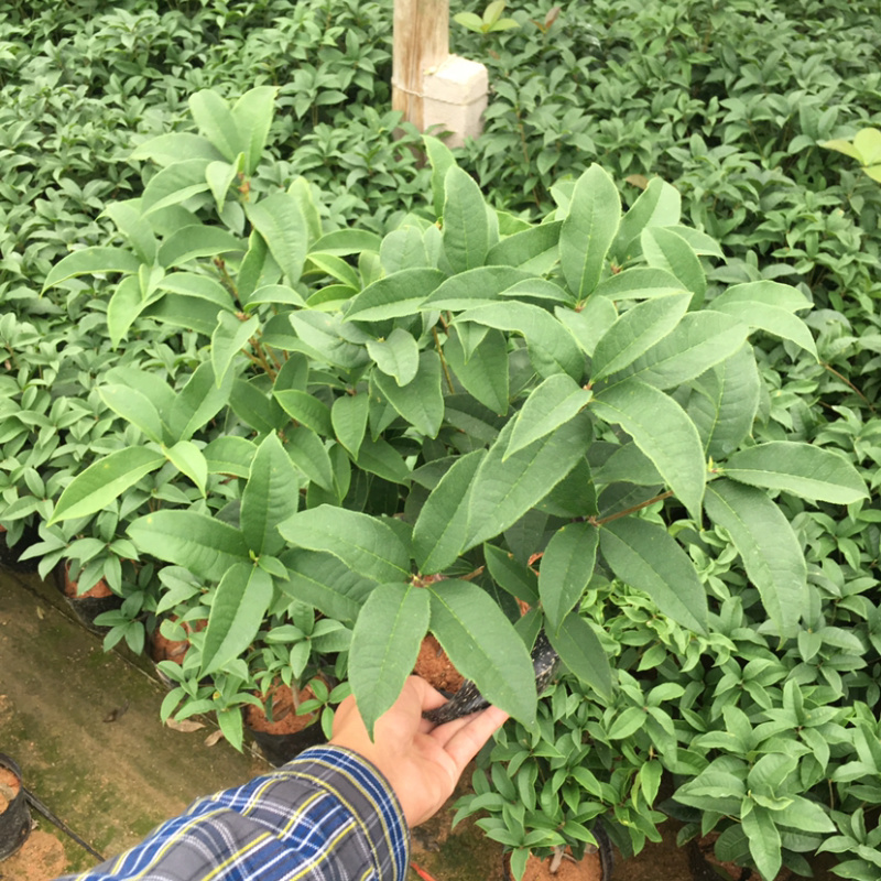 桂花四季桂大量上市产地直销一件起批全国物流发货