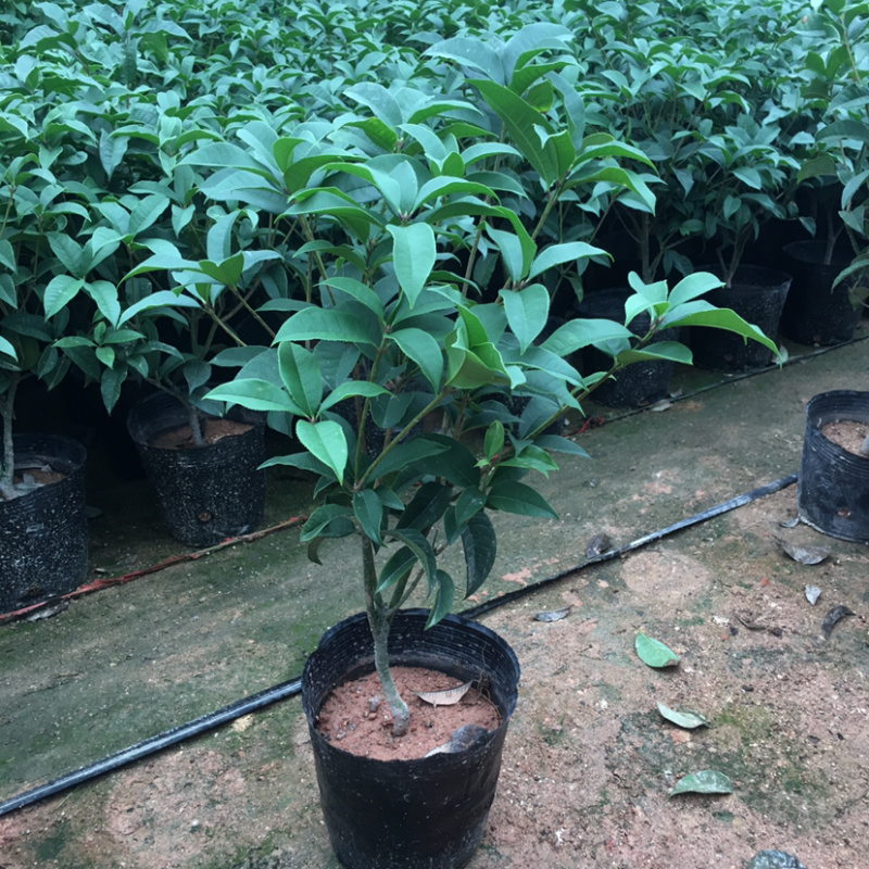 桂花四季桂大量上市产地直销一件起批全国物流发货