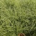 水生植物，歌舞芒，花叶芒。。。