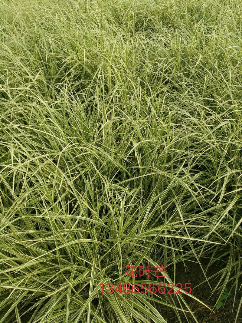 水生植物，歌舞芒，花叶芒。。。