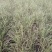 水生植物，歌舞芒，花叶芒。。。