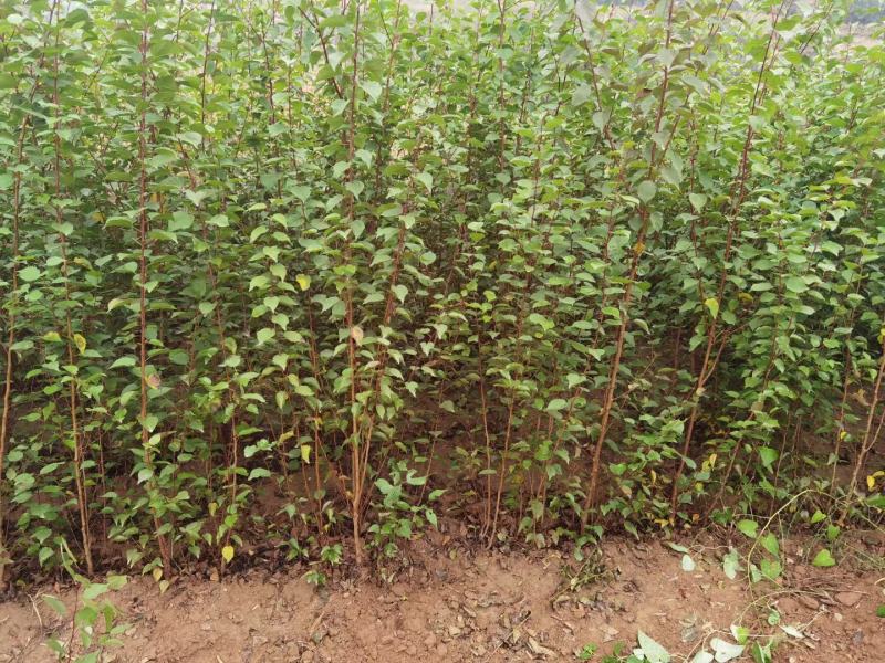 大量供应山杏苗一年当年0.5公分两年苗特价批发自产自销
