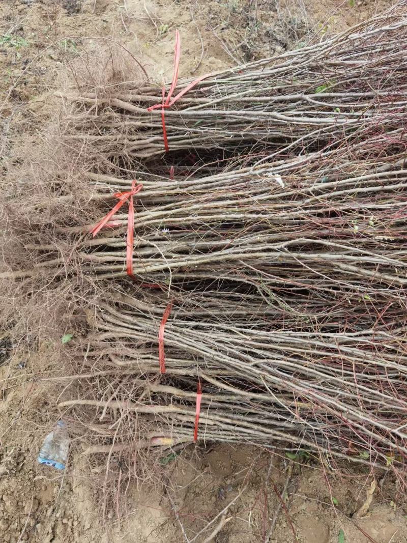 大量供应山杏苗一年当年0.5公分两年苗特价批发自产自销