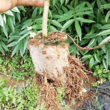 青花椒椒苗九叶青花椒苗营养袋杯苗成活率高