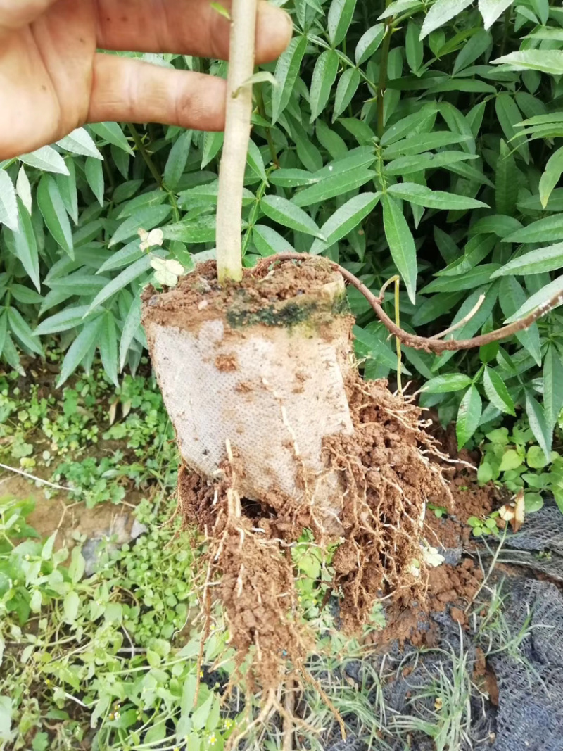青花椒椒苗九叶青花椒苗营养袋杯苗成活率高