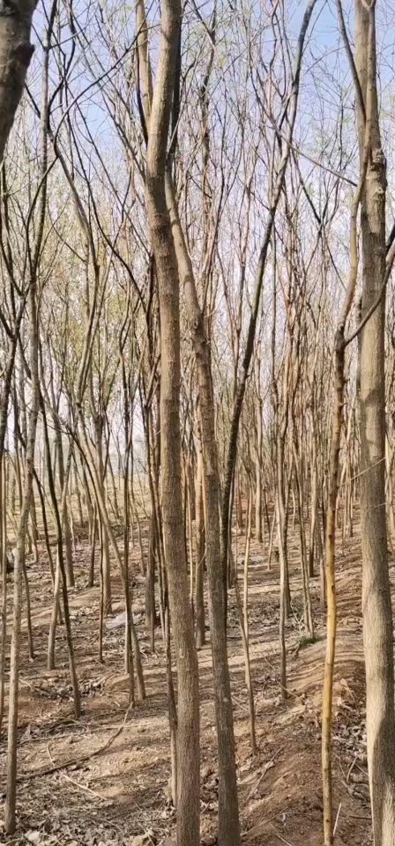 栾树苗场直供各种规格齐全价格公道一条龙服务