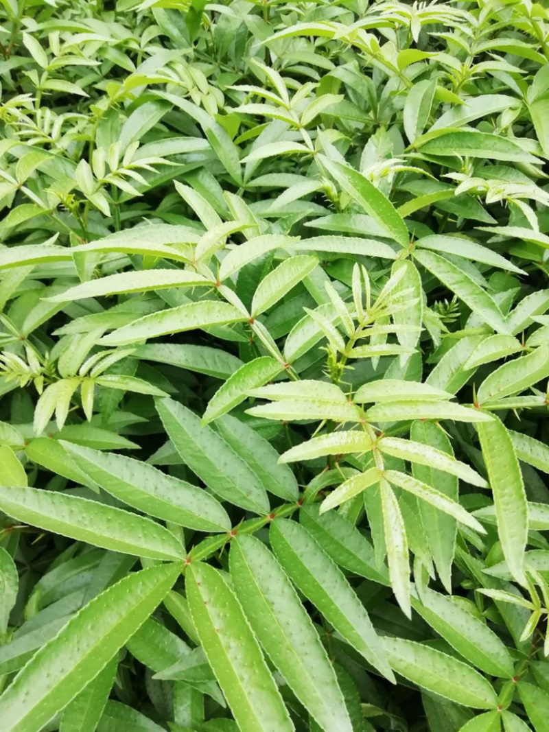 青花椒椒苗九叶青花椒苗营养袋杯苗成活率高