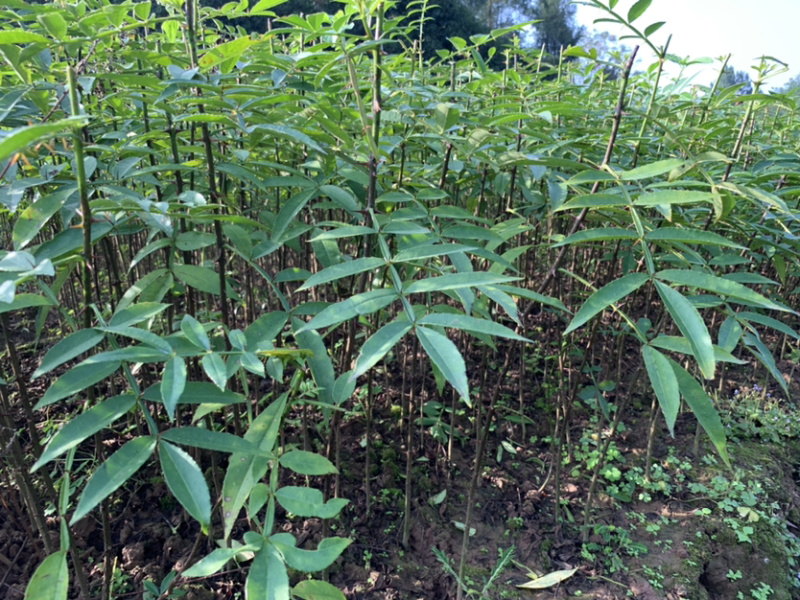 青花椒椒苗九叶青花椒苗营养袋杯苗成活率高