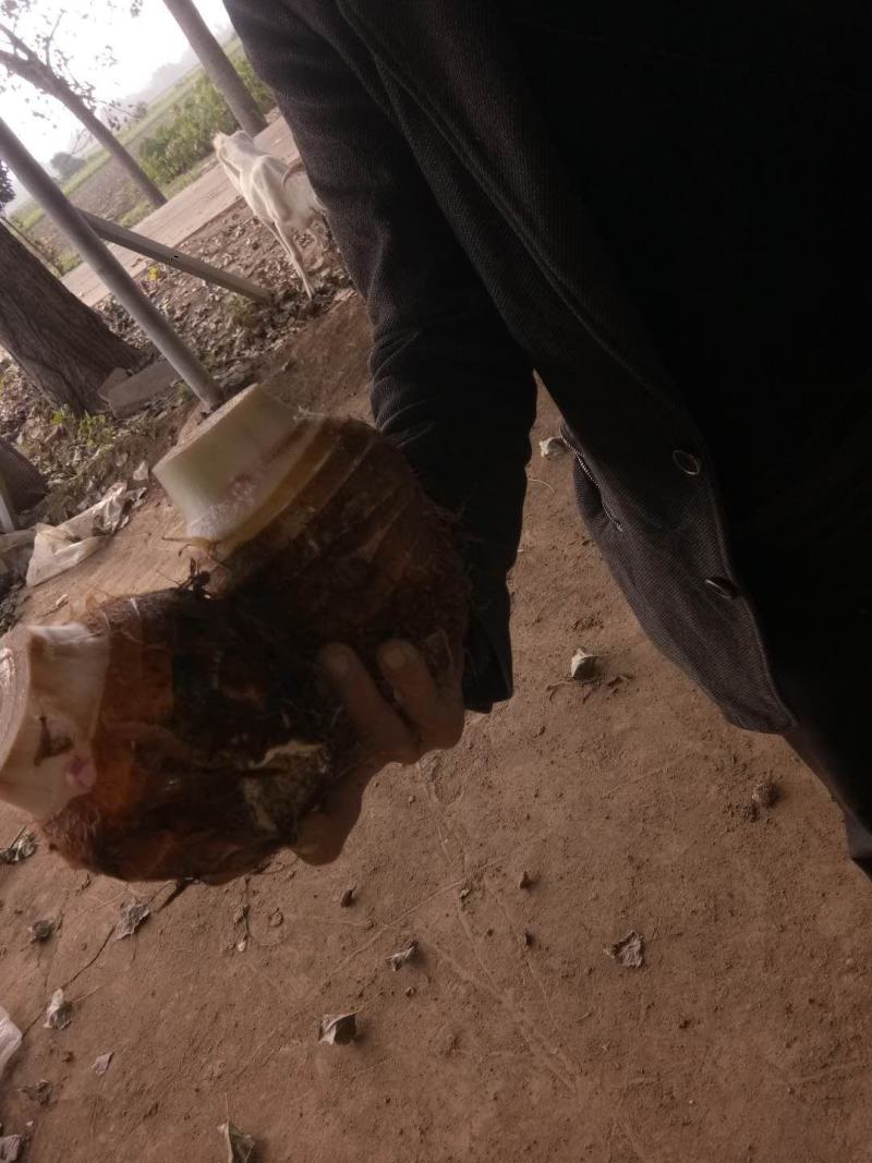 新鲜红芽芋母大量供应，个大无坏货欢迎各位老板前来采购