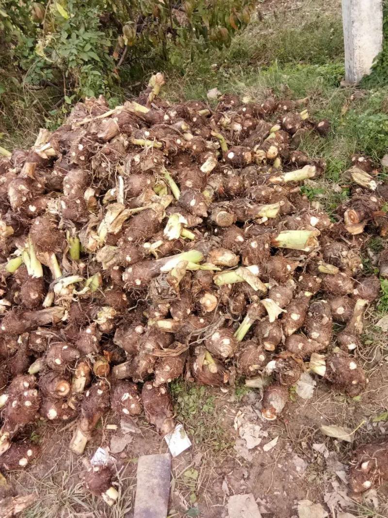 新鲜红芽芋母大量供应，个大无坏货欢迎各位老板前来采购