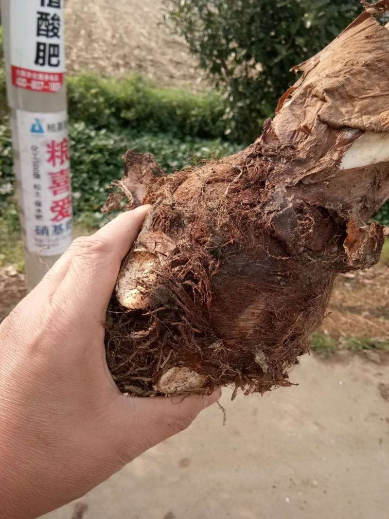 新鲜红芽芋母大量供应，个大无坏货欢迎各位老板前来采购
