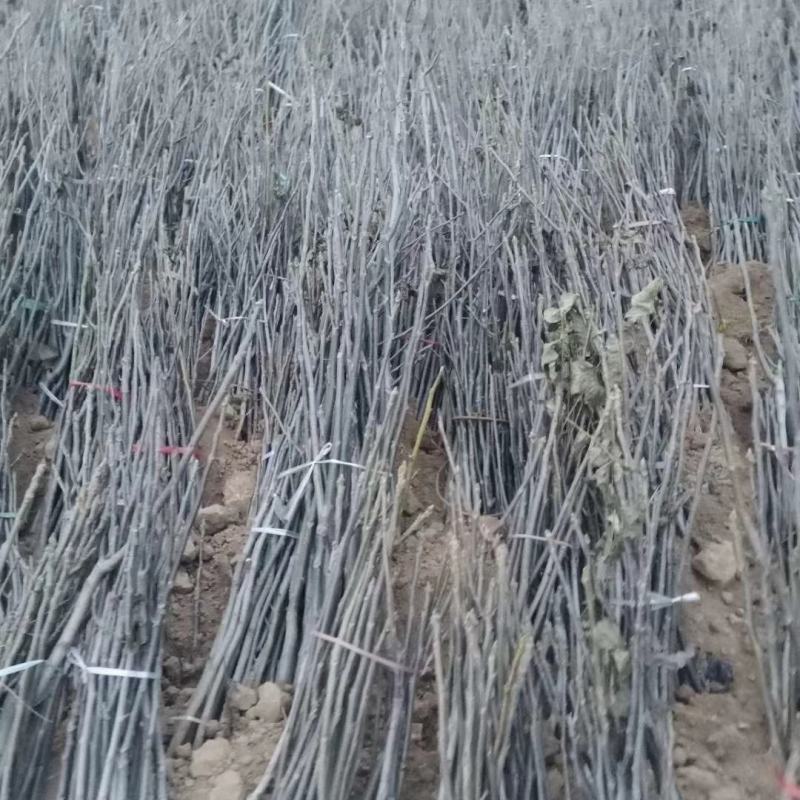 实生嫁接核桃苗，各种规格。
