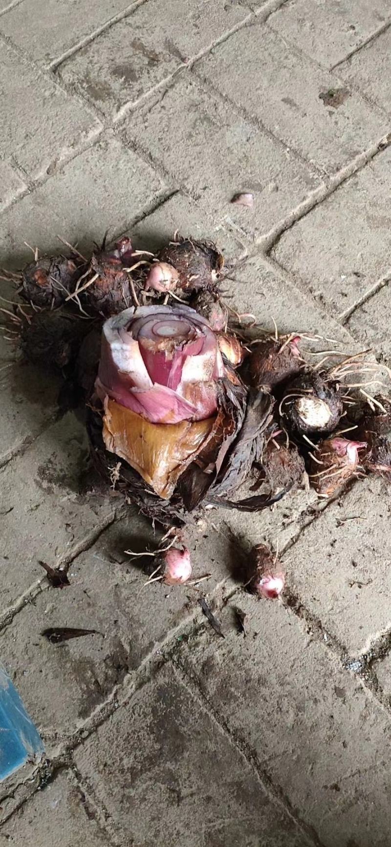 新鲜红芽芋母大量供应，个大无坏货欢迎各位老板前来采购