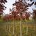 河北保定白蜡树8公分秋紫白蜡基地苗圃直供断根苗好成活