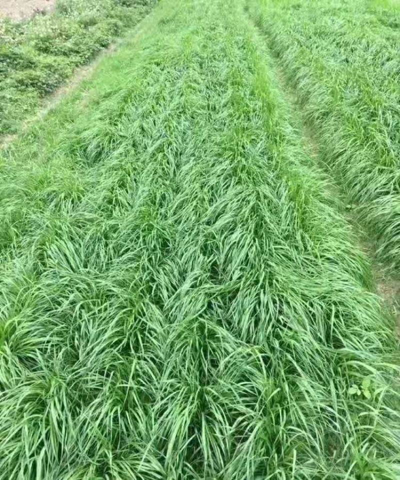 常年供应喂鱼喂鹅牧草多年生黑麦草种子一年生黑麦草种子