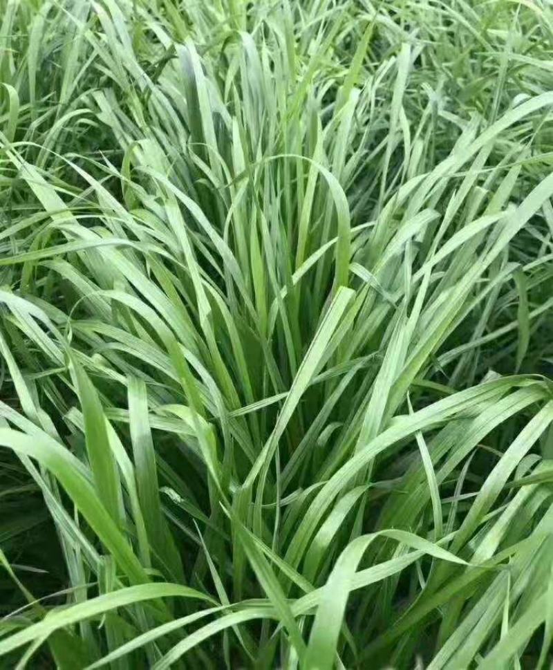 常年供应喂鱼喂鹅牧草多年生黑麦草种子一年生黑麦草种子