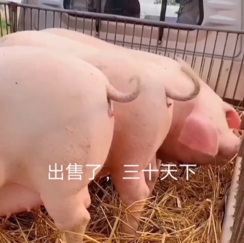 太湖母猪纯种苏太母猪活猪仔小猪仔猪苗活家养种猪幼崽原种高