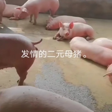 太湖母猪纯种苏太母猪活猪仔小猪仔猪苗活家养种猪幼崽原种高