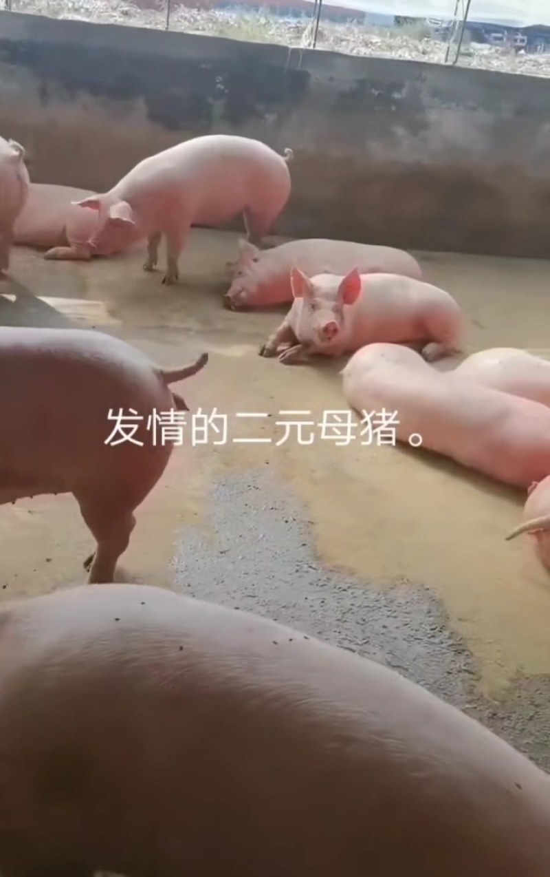 太湖母猪纯种苏太母猪活猪仔小猪仔猪苗活家养种猪幼崽原种高