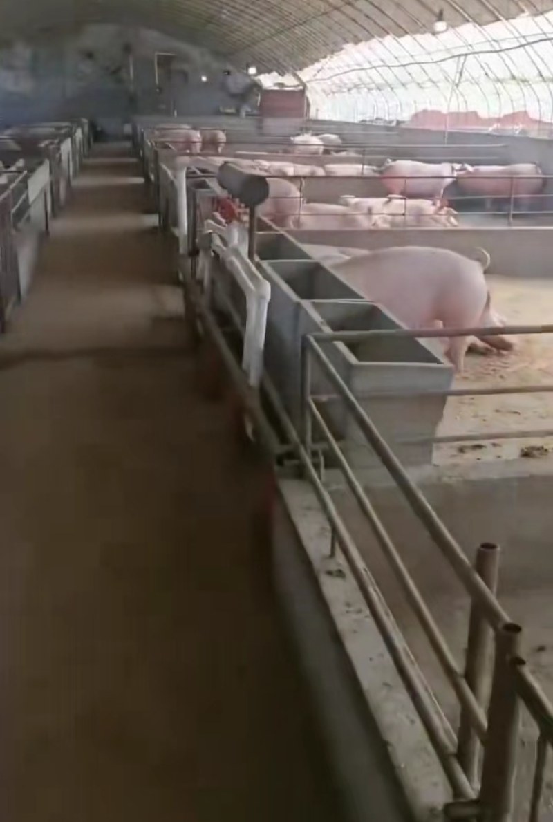 太湖母猪纯种苏太母猪活猪仔小猪仔猪苗活家养种猪幼崽原种高