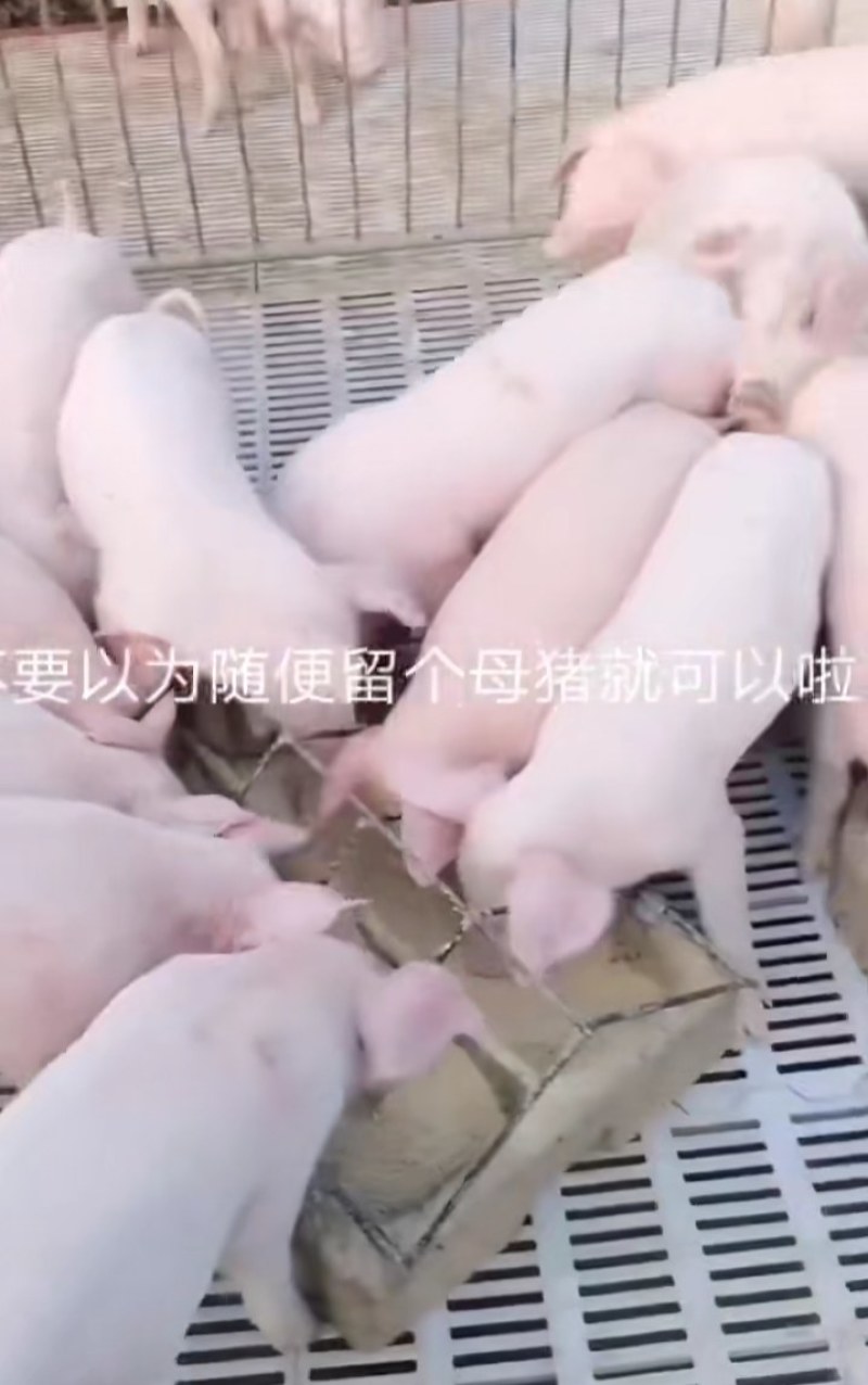 太湖母猪纯种苏太母猪活猪仔小猪仔猪苗活家养种猪幼崽原种高