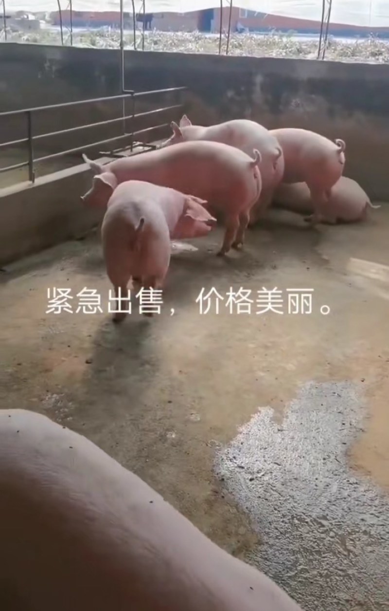 太湖母猪纯种苏太母猪活猪仔小猪仔猪苗活家养种猪幼崽原种高