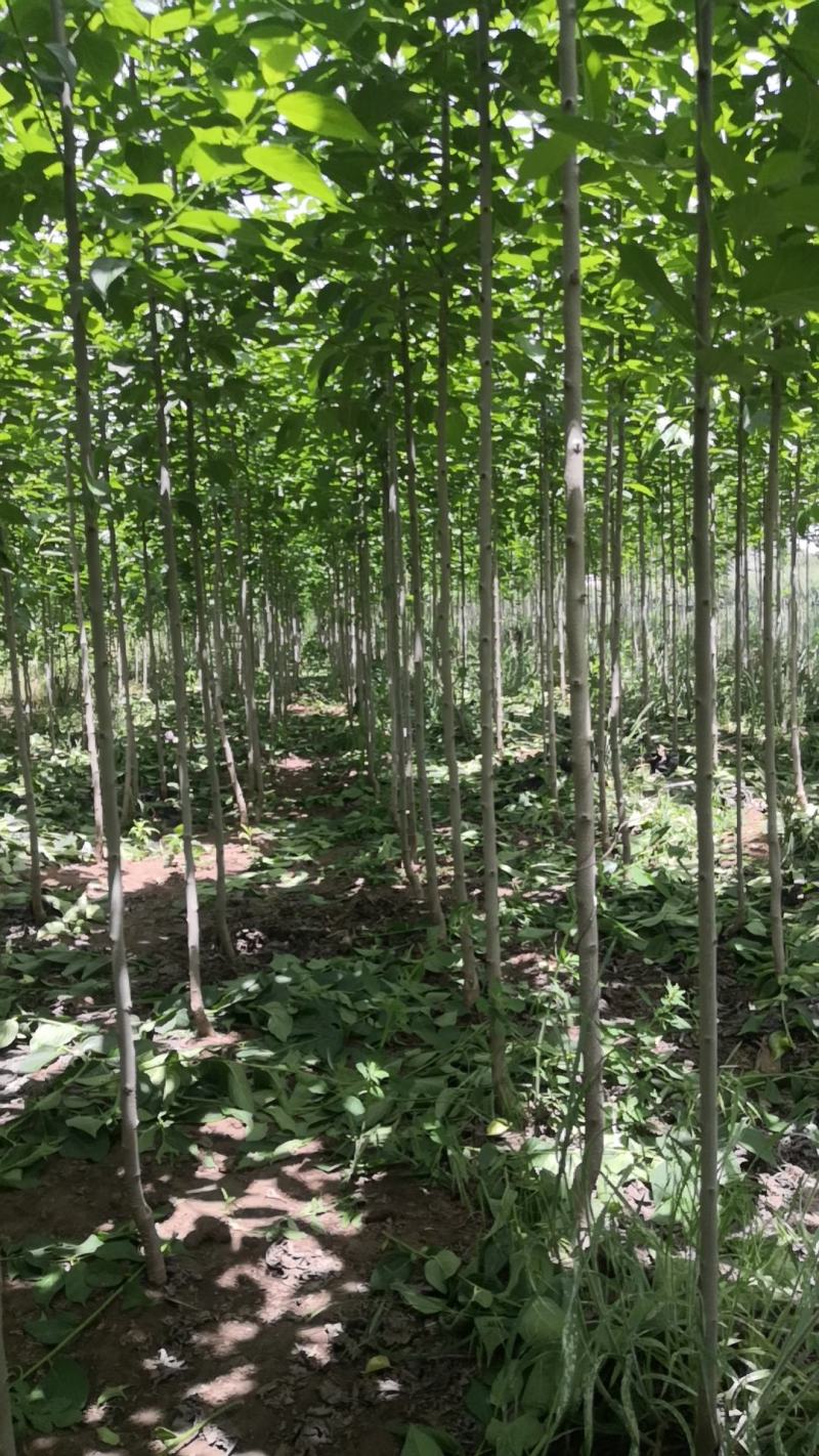 杜仲树杜仲树苗杜仲树苗基地直销，包技术。