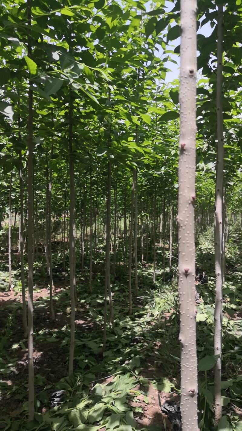 杜仲树杜仲树苗杜仲树苗基地直销，包技术。