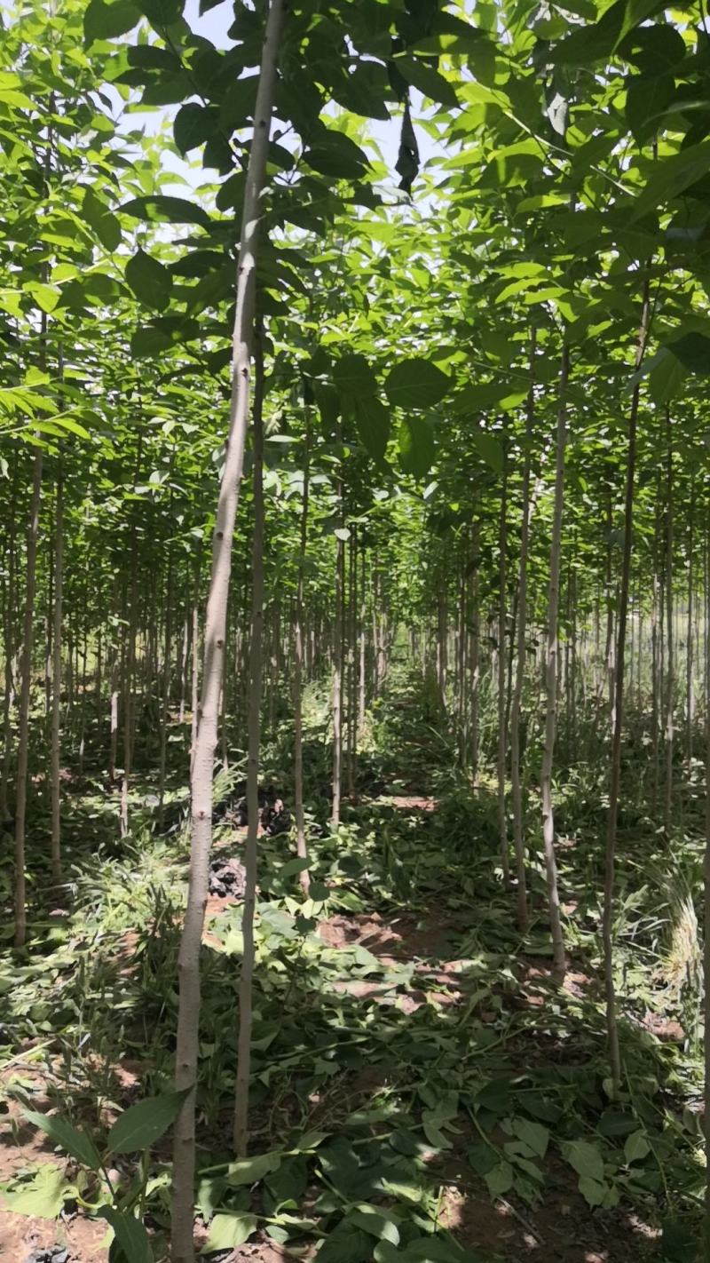 杜仲树杜仲树苗杜仲树苗基地直销，包技术。
