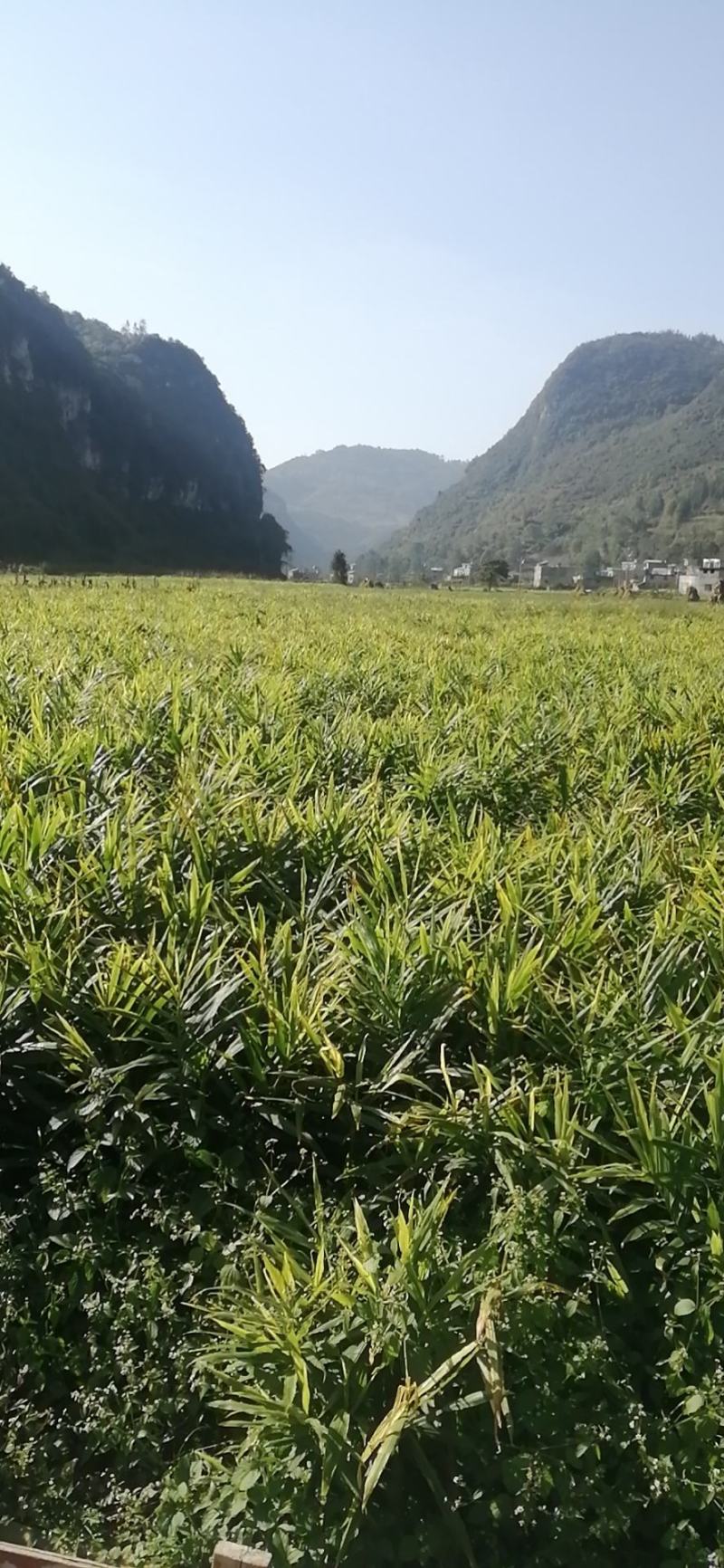 贵州生姜以大上市，欢迎有实力的老板来订购