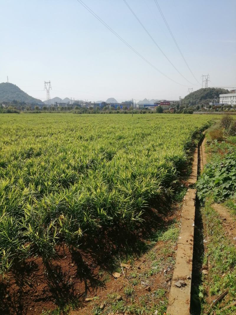 贵州生姜以大上市，欢迎有实力的老板来订购