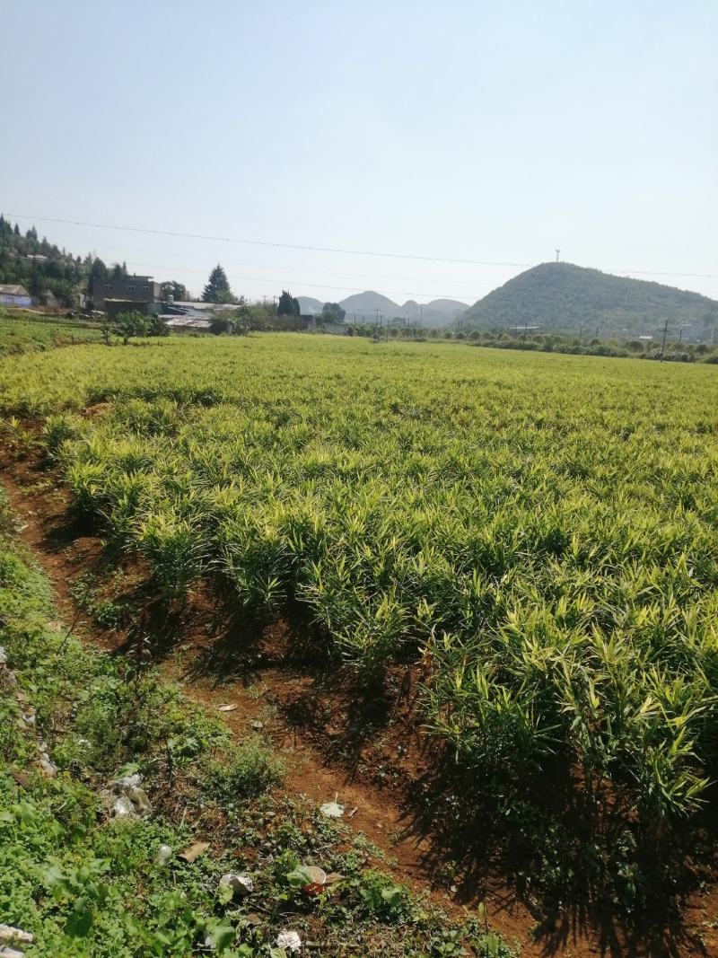 贵州生姜以大上市，欢迎有实力的老板来订购