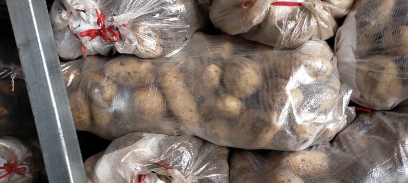 精品土豆大量有货以质论价合作共赢