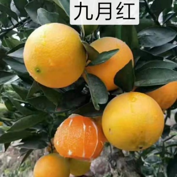 九月红特早脐橙苗/树人农林纯度品质保障/签订合同免费技术