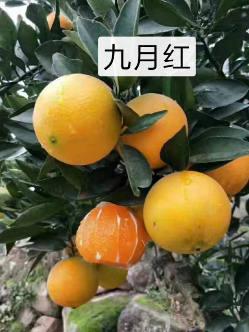 九月红特早脐橙苗/树人农林纯度品质保障/签订合同免费技术