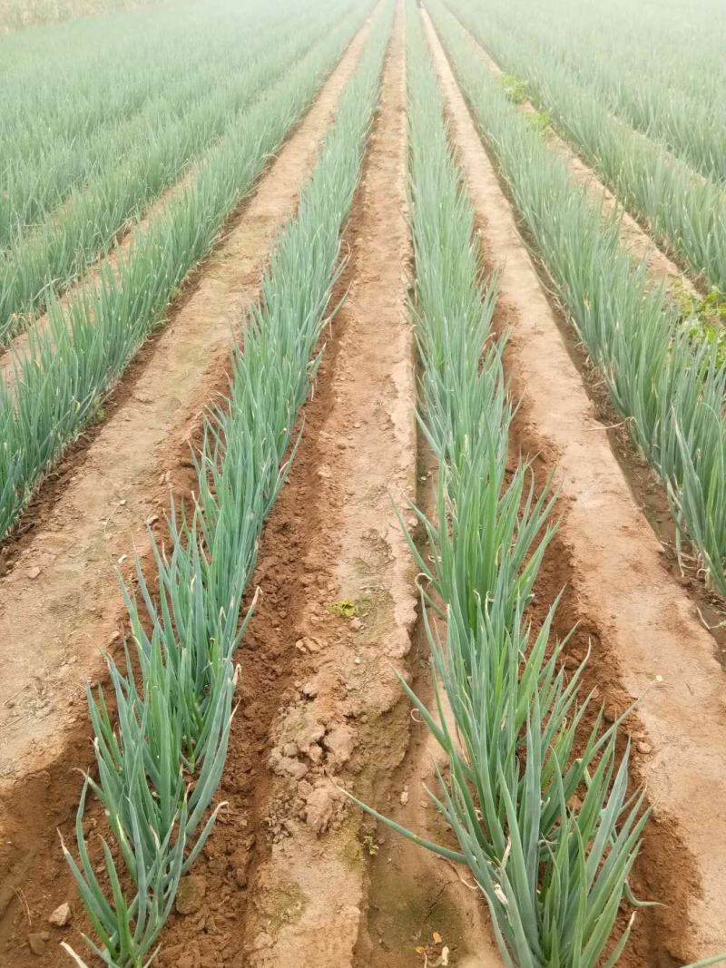 常年出售铁杆，钢葱葱苗，葱种，诚信代育葱苗业务