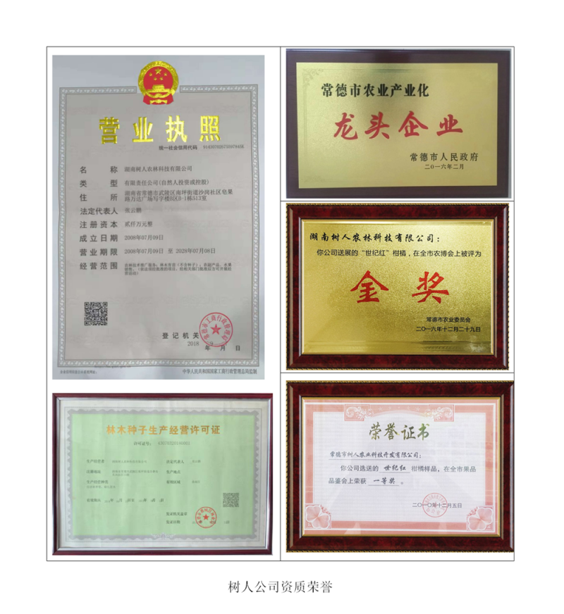 九月红特早脐橙苗/树人农林纯度品质保障/签订合同免费技术