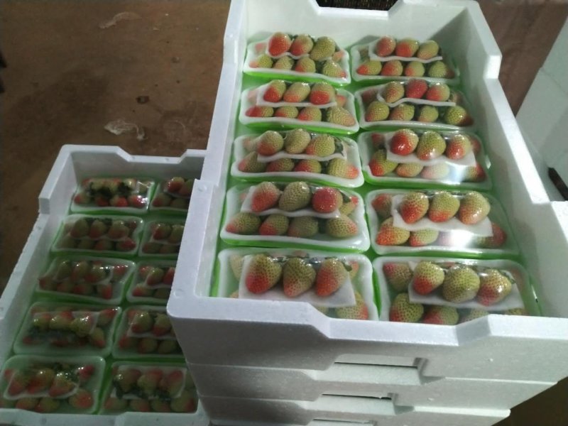 2022年5月开始现货蒙特瑞品种草莓十合一售卖