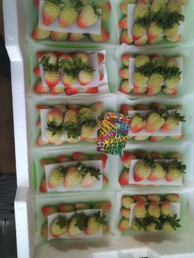 2022年5月开始现货蒙特瑞品种草莓十合一售卖