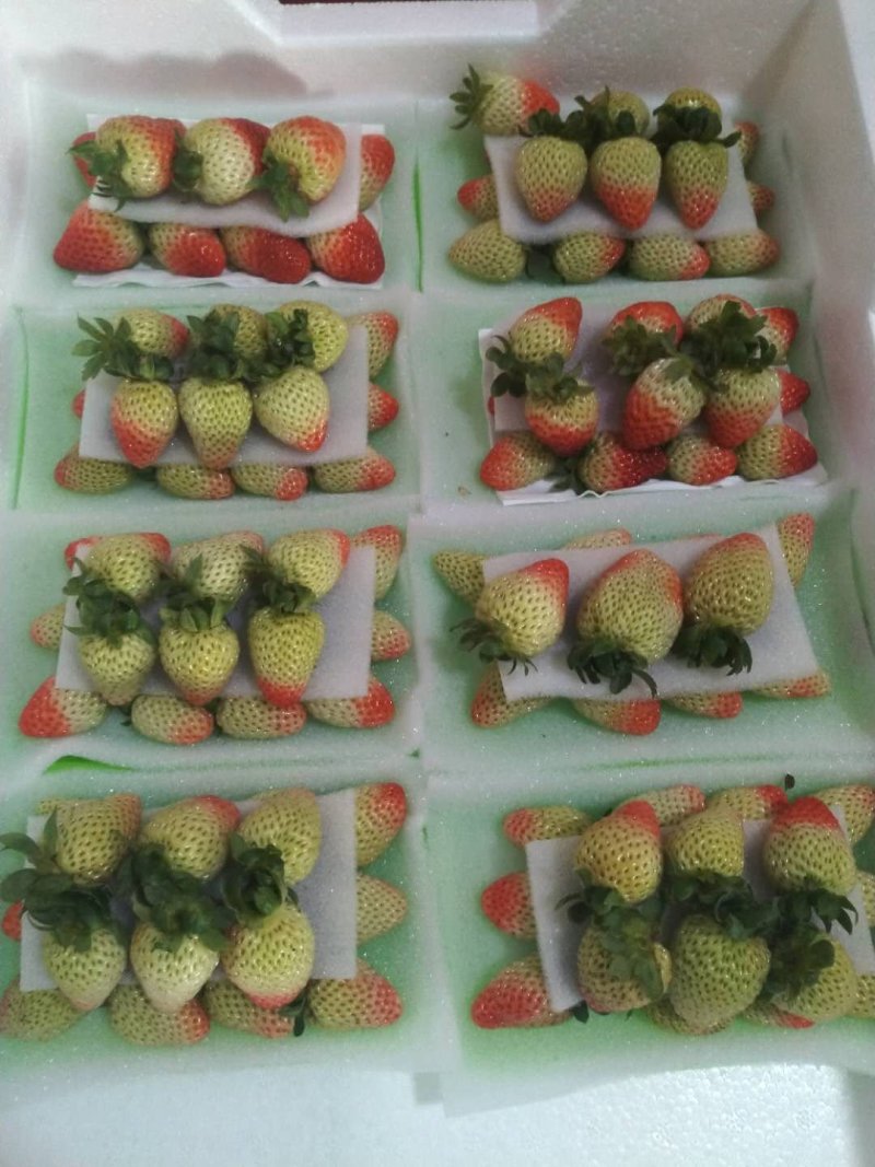2022年5月开始现货蒙特瑞品种草莓十合一售卖