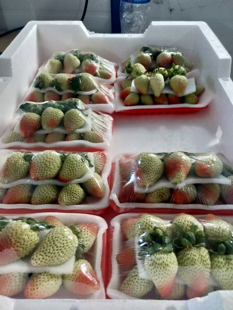 2022年5月开始现货蒙特瑞品种草莓十合一售卖