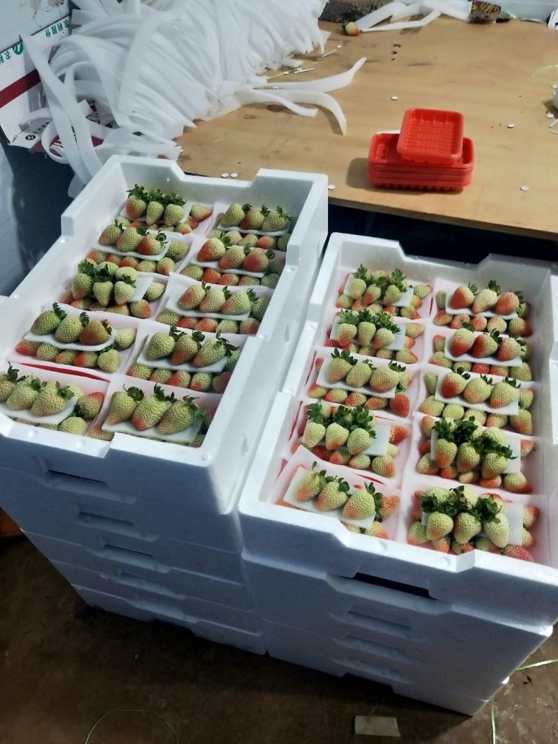 2022年5月开始现货蒙特瑞品种草莓十合一售卖