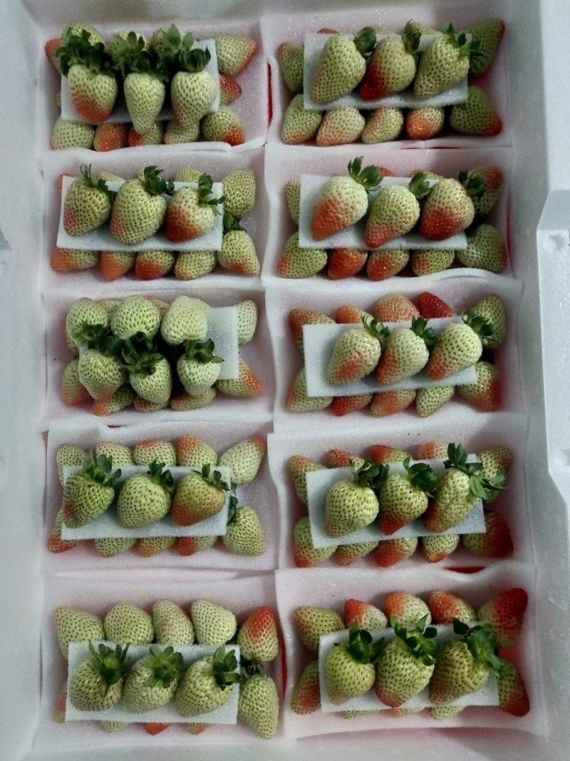 2022年5月开始现货蒙特瑞品种草莓十合一售卖