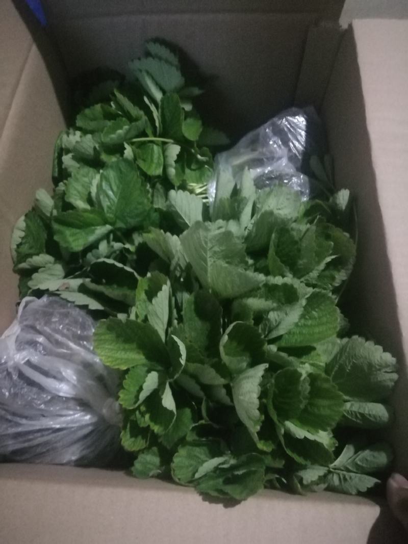 桃熏草莓种苗加冰发货基地发货根系发达成活率高