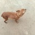 小鹿犬，纯种，小体，聪明可爱！自家养殖！喜欢的联系我！